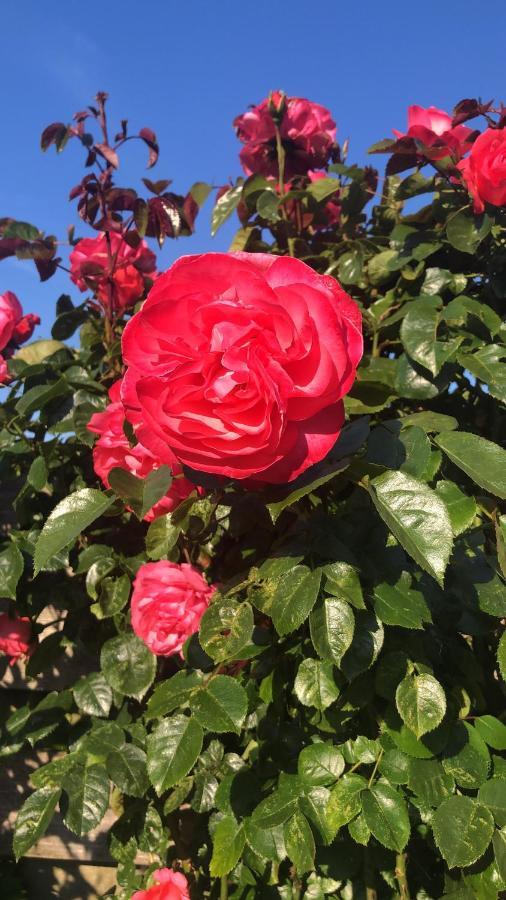 La Vie En Rose Zierikzee Exterior foto